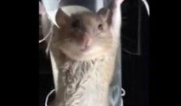 老鼠视频爆料,视频爆料背后的惊人真相